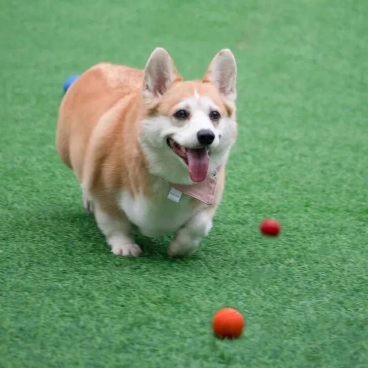 Bola Indestrutível Mastigável para Cães